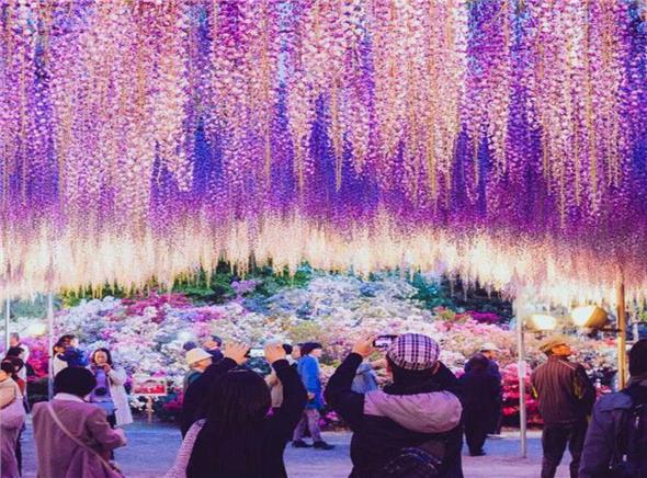 Hành Trình Nhật Bản Ngắm Hoa Chi Anh Và Hoa Tử Đằng 2023